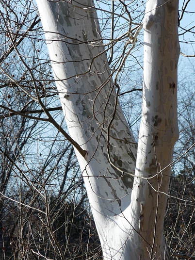 {Platanus occidentalis}